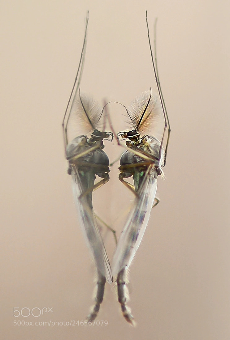 Nikon D7100 sample photo. Bocek photography