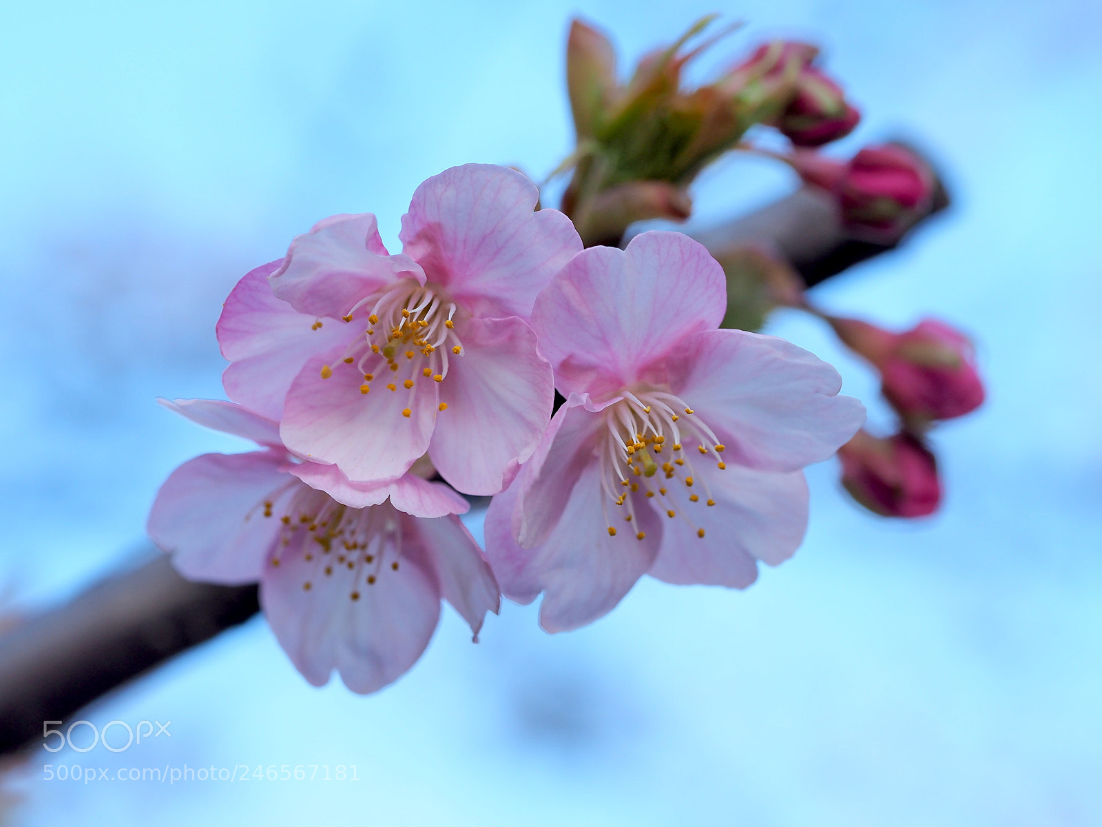 Olympus OM-D E-M1 sample photo. Kawazuzakura photography