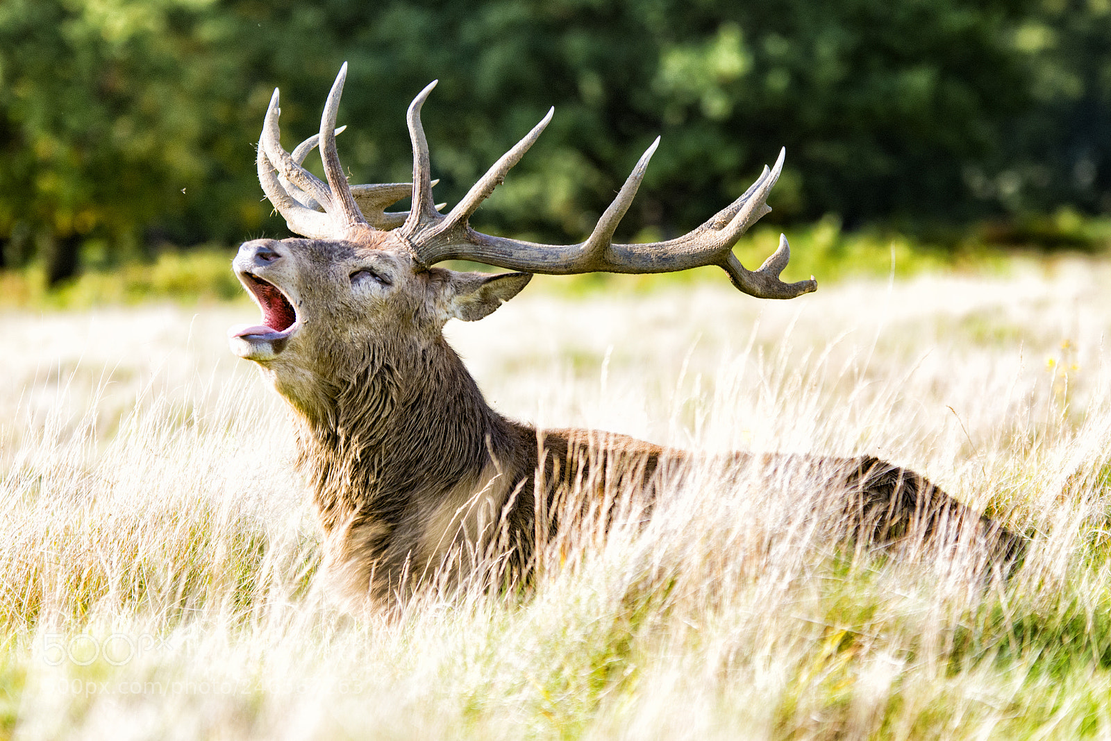 Nikon D800 sample photo. Roar photography