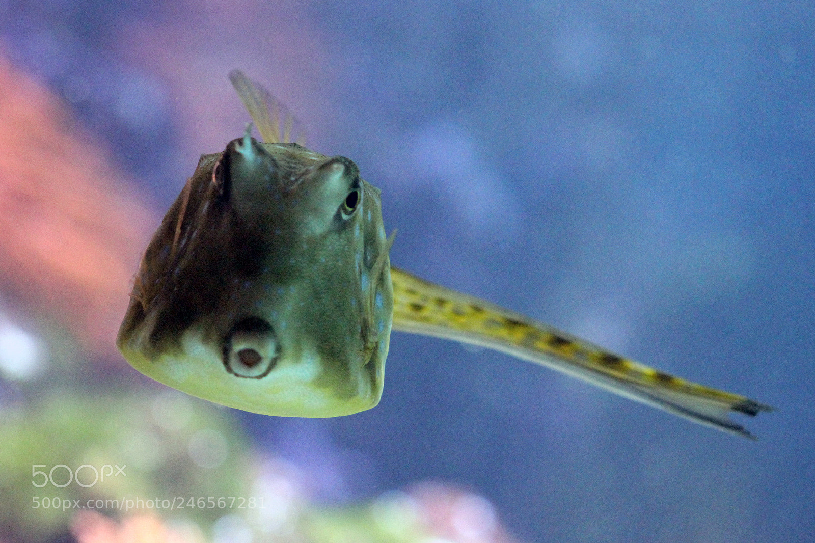 Canon EOS 600D (Rebel EOS T3i / EOS Kiss X5) sample photo. Fish photography