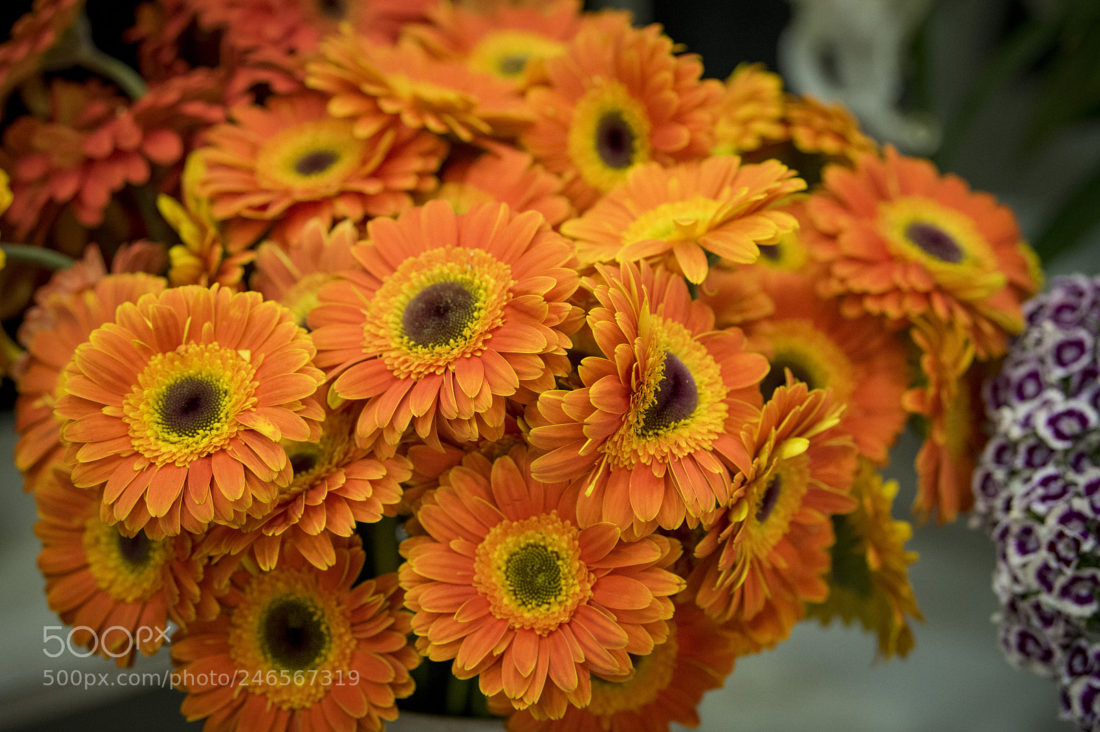 Nikon D850 sample photo. Flower orange photography