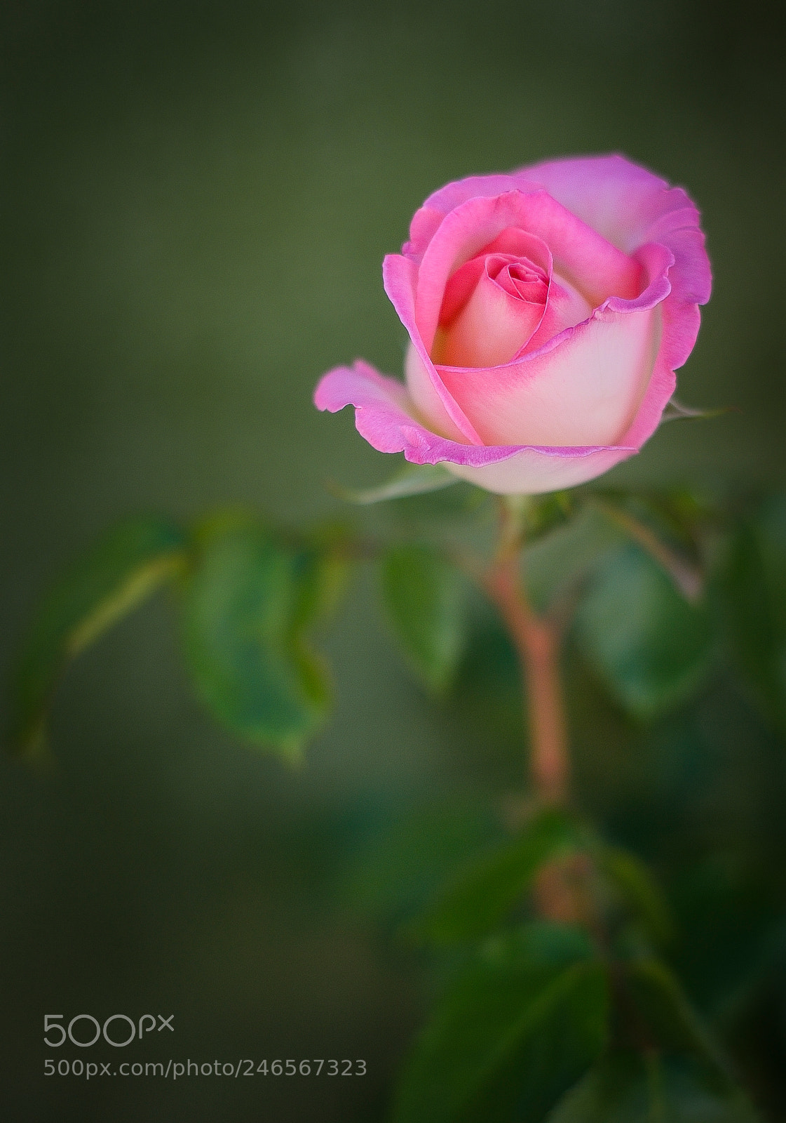 Nikon D700 sample photo. Pink rose photography