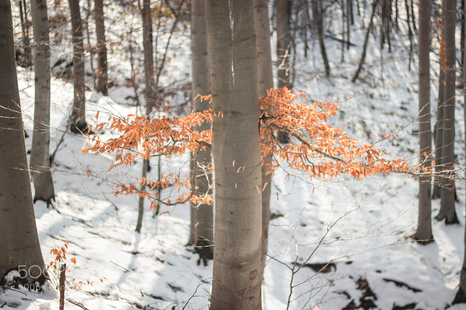 Canon EOS 600D (Rebel EOS T3i / EOS Kiss X5) sample photo. Orange leaves photography