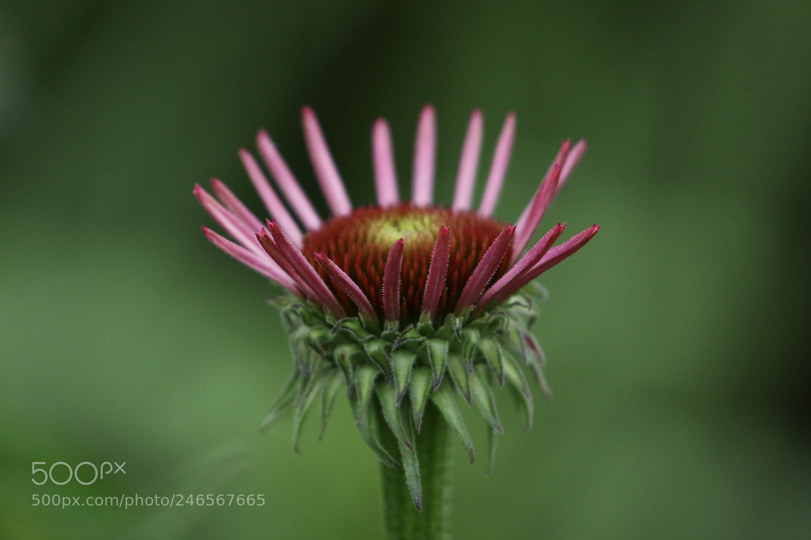 Canon EOS 7D Mark II sample photo. Untitled photography