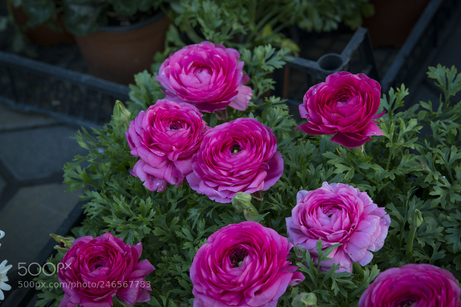 Nikon D850 sample photo. Flower rose photography