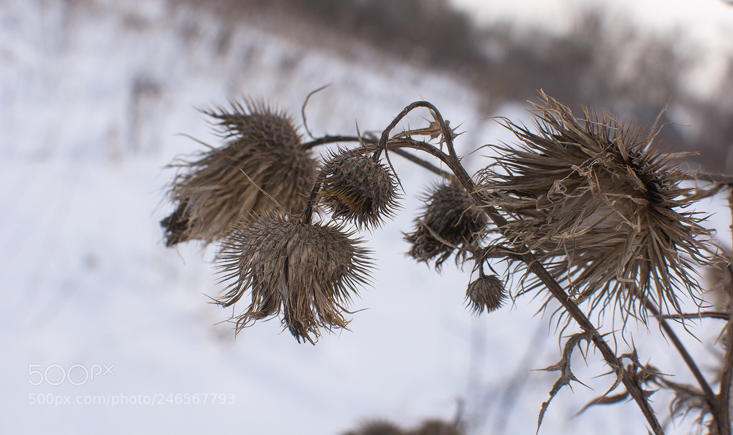Nikon D7100 sample photo. Странники зимние... photography