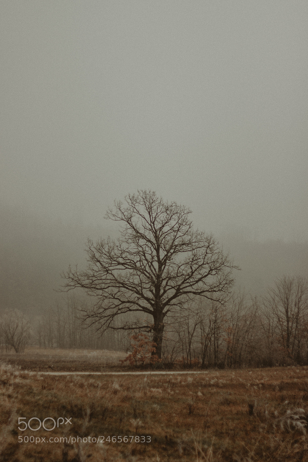 Canon EOS 600D (Rebel EOS T3i / EOS Kiss X5) sample photo. Fog photography