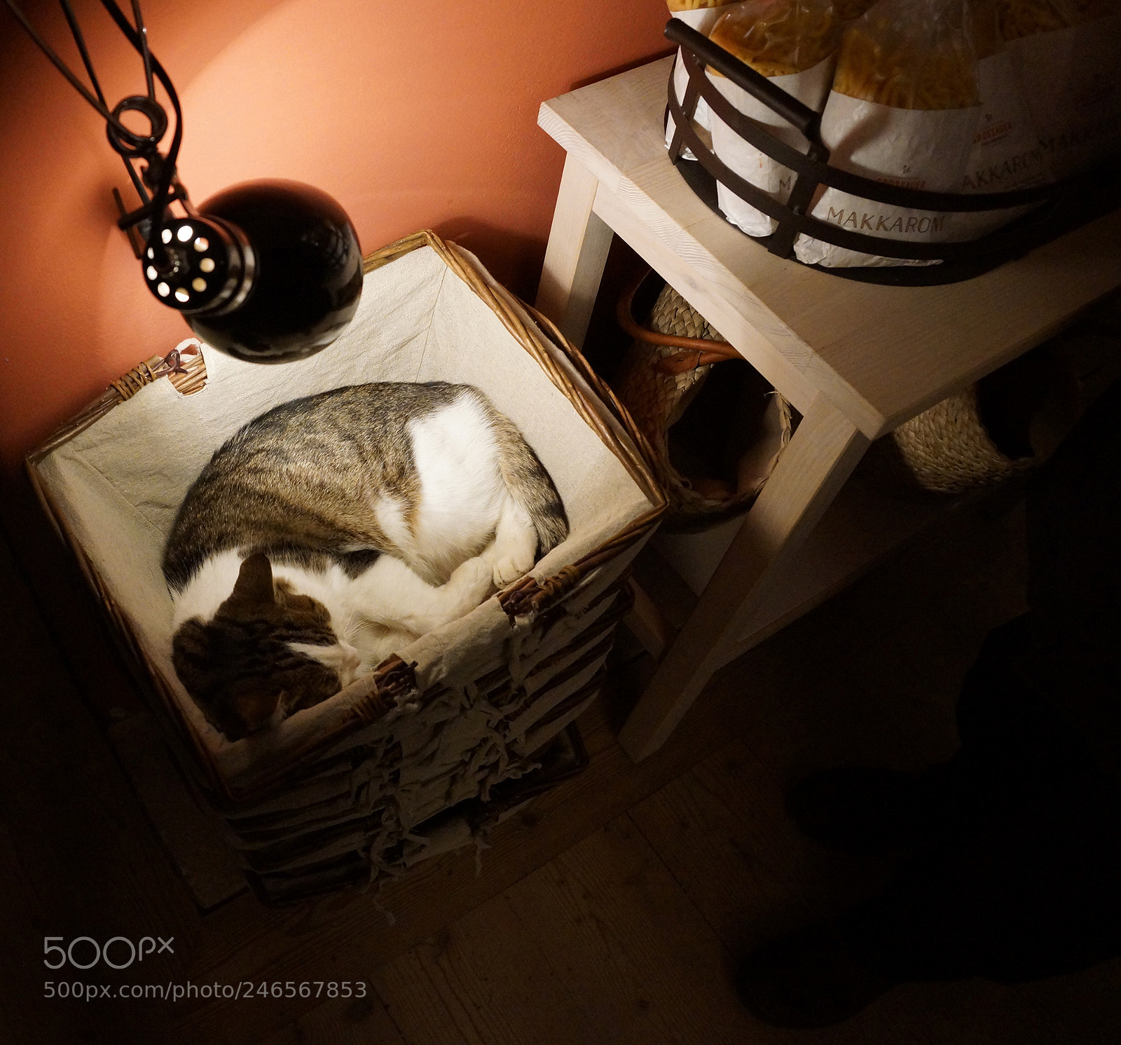 Sony SLT-A77 sample photo. Sleeping cat photography