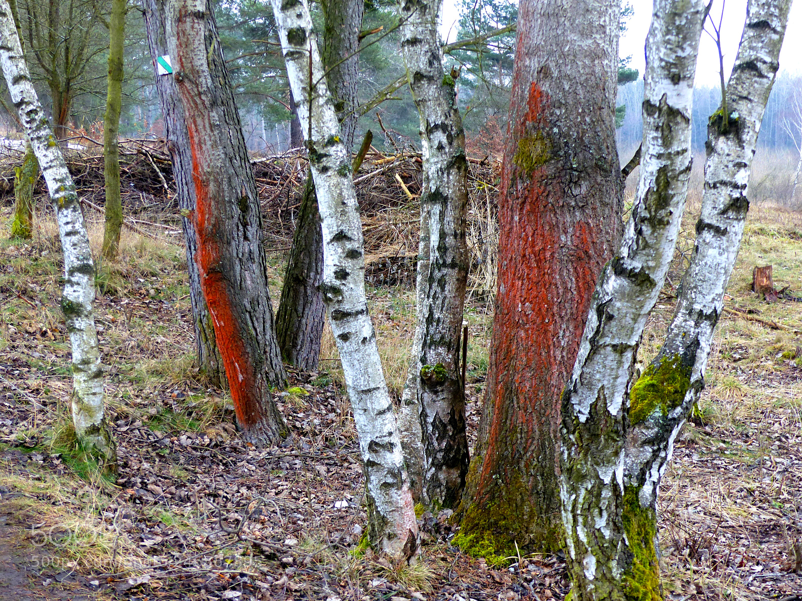 Panasonic Lumix DMC-FZ200 sample photo. Red and white trunks photography
