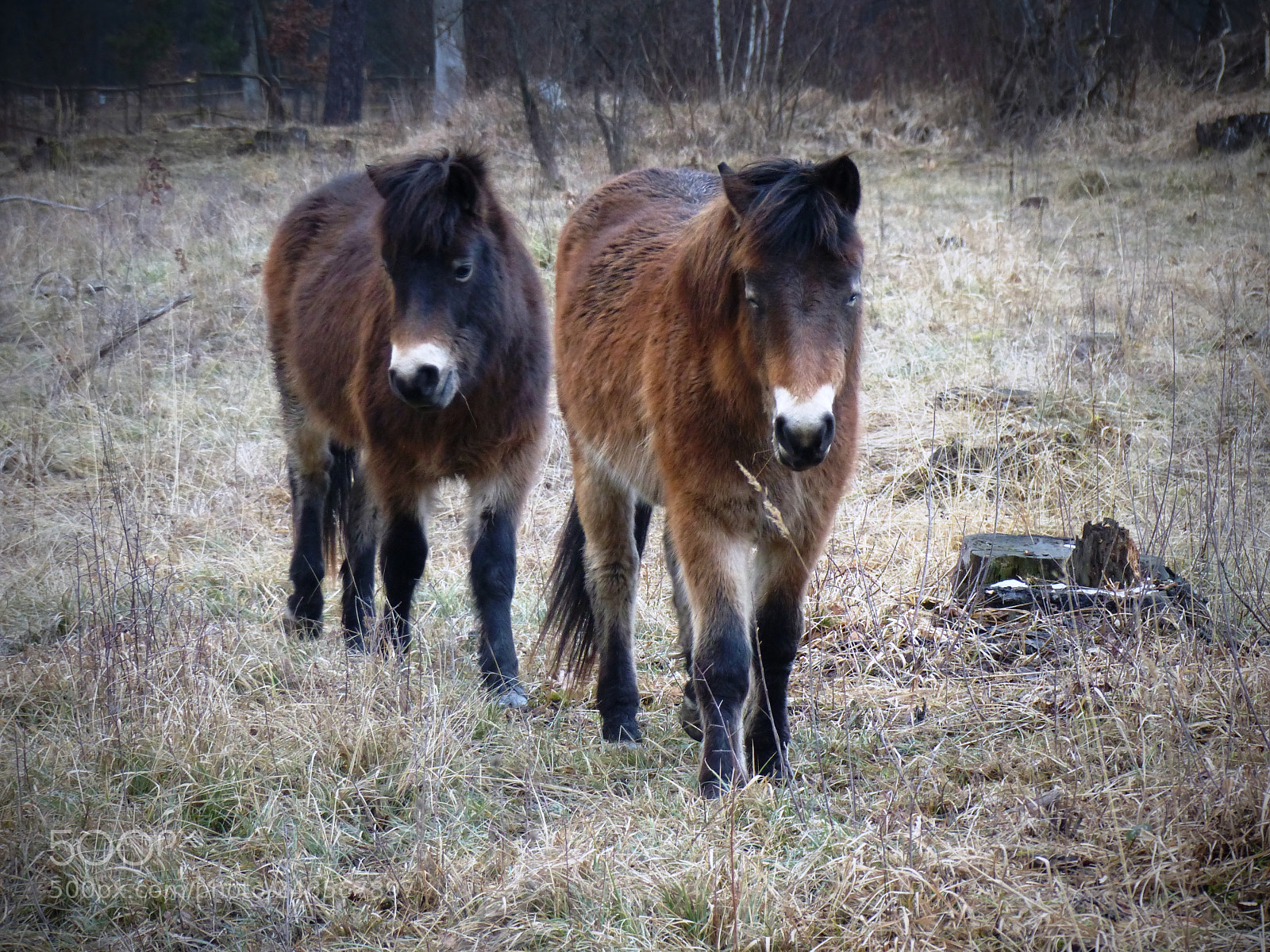 Panasonic Lumix DMC-FZ200 sample photo. Exmoor pony photography