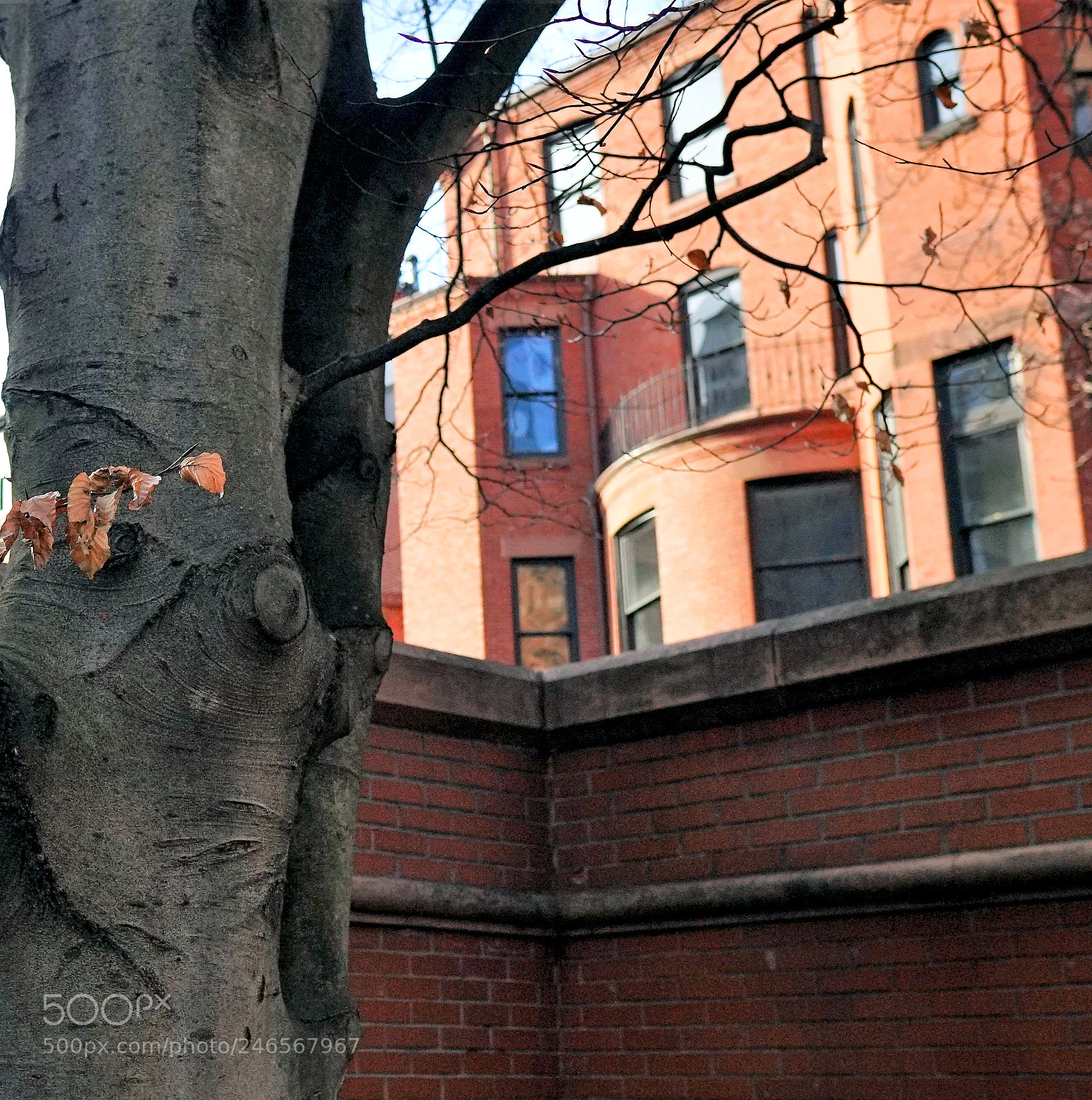 Sony a6500 sample photo. A rare backyard tree photography