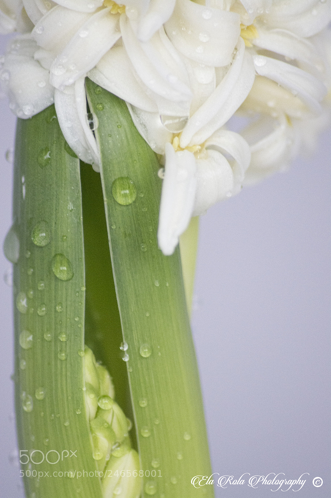 Nikon D5200 sample photo. Flor..... photography