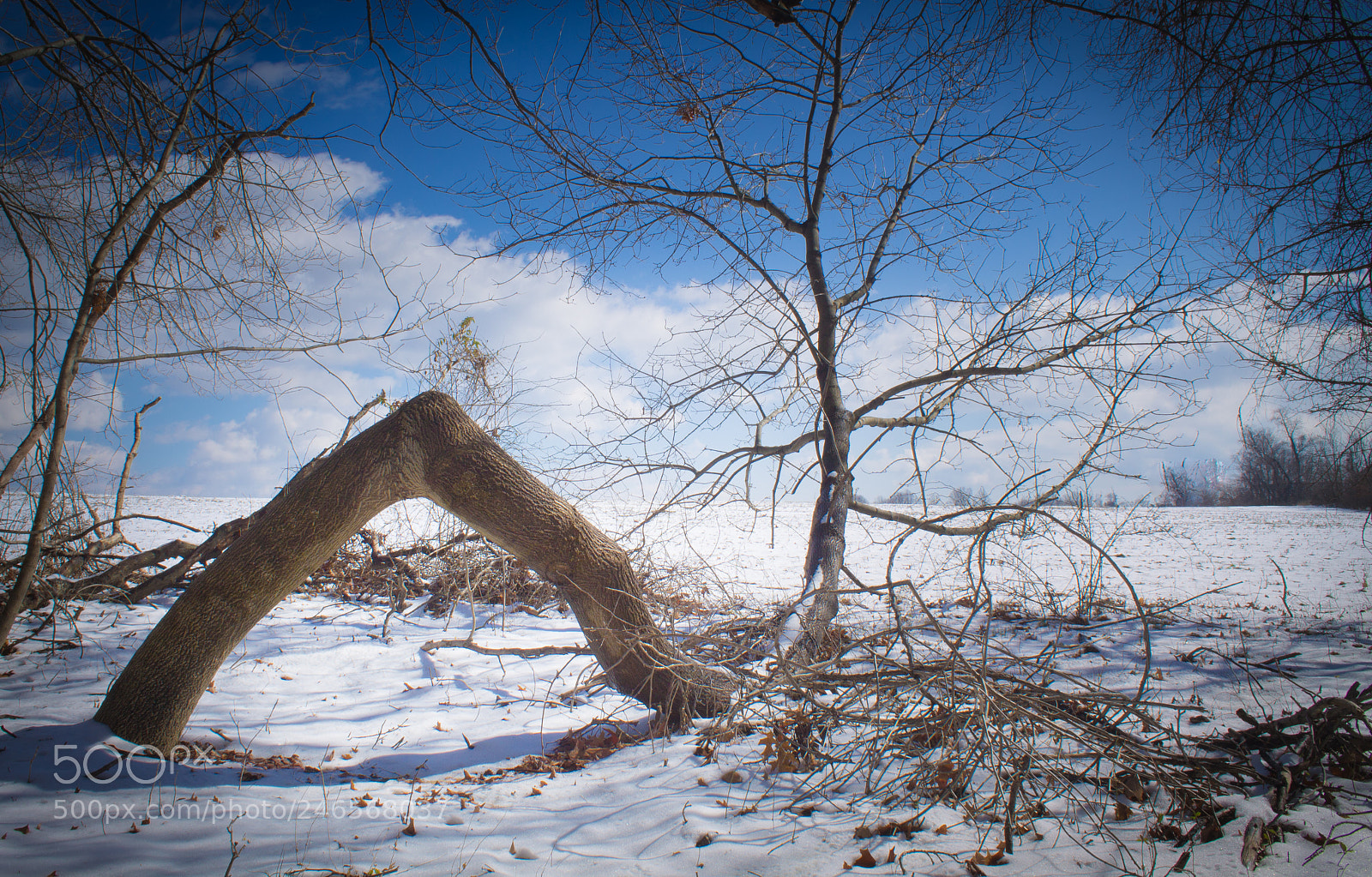 Canon EOS 1100D (EOS Rebel T3 / EOS Kiss X50) sample photo. Crooked tree photography