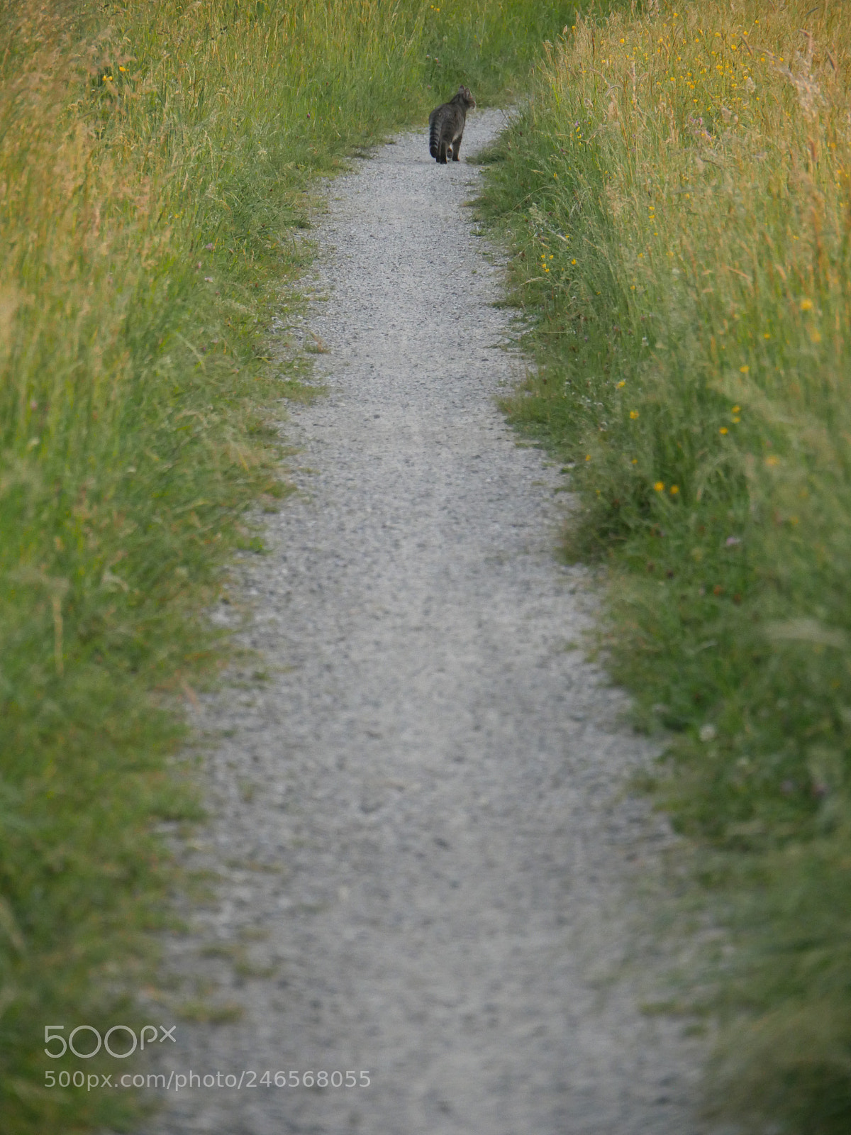 Panasonic Lumix DMC-GH4 sample photo. Cat path photography