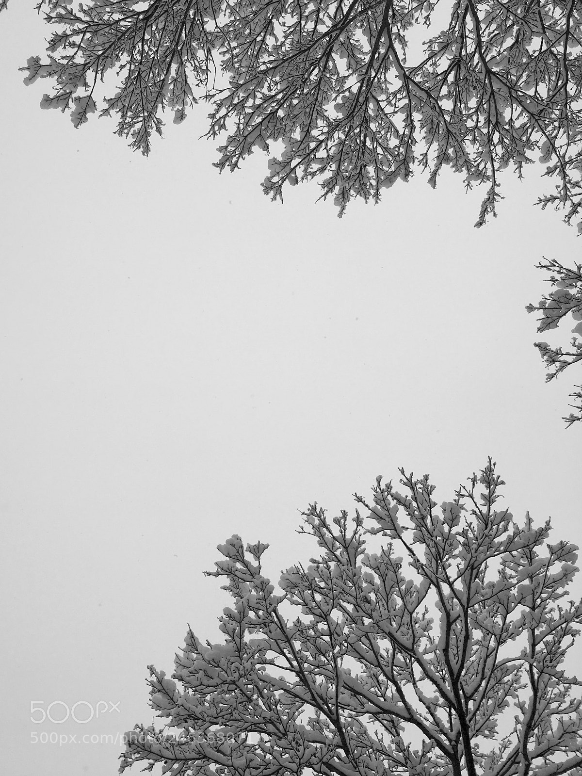 Apple iPhone 6s Plus sample photo. Looking up... photography