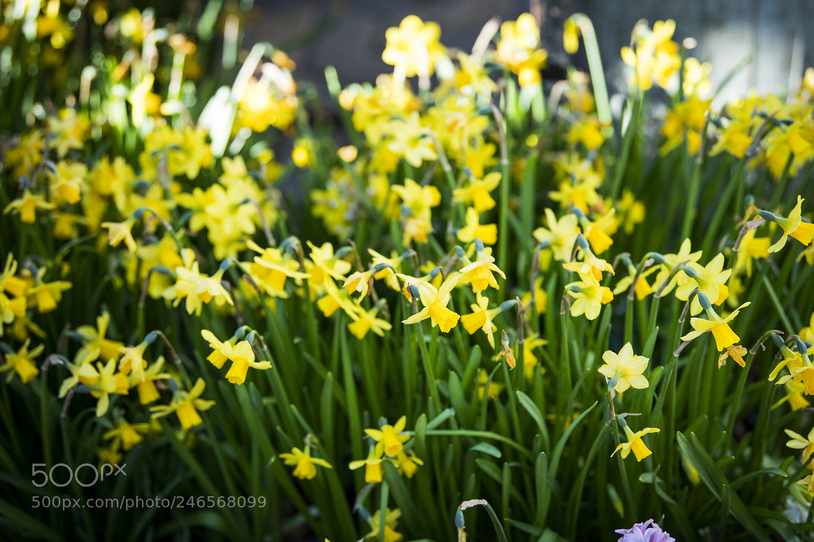 Nikon D850 sample photo. Flower yellow photography