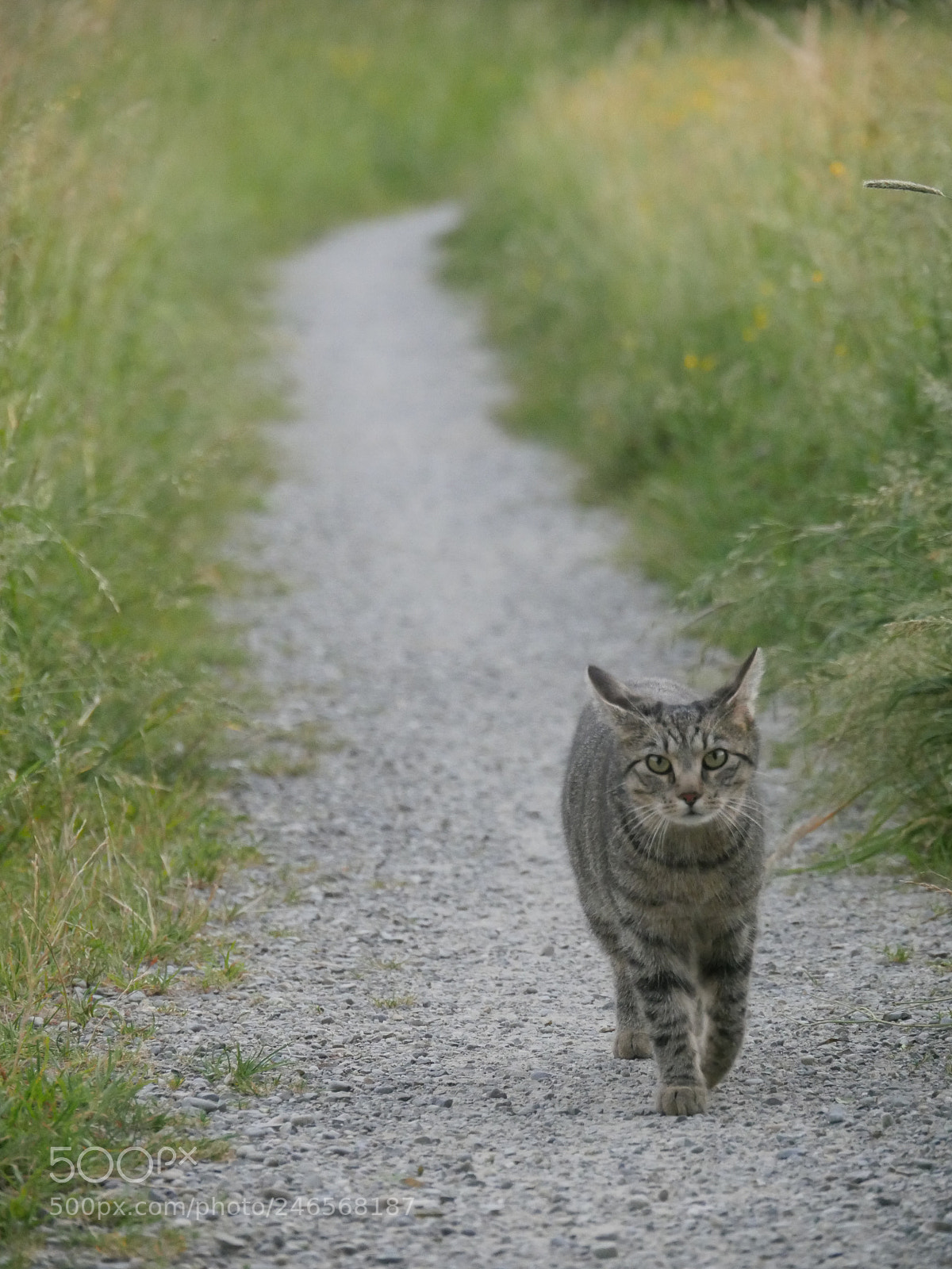 Panasonic Lumix DMC-GH4 sample photo. Cat path photography
