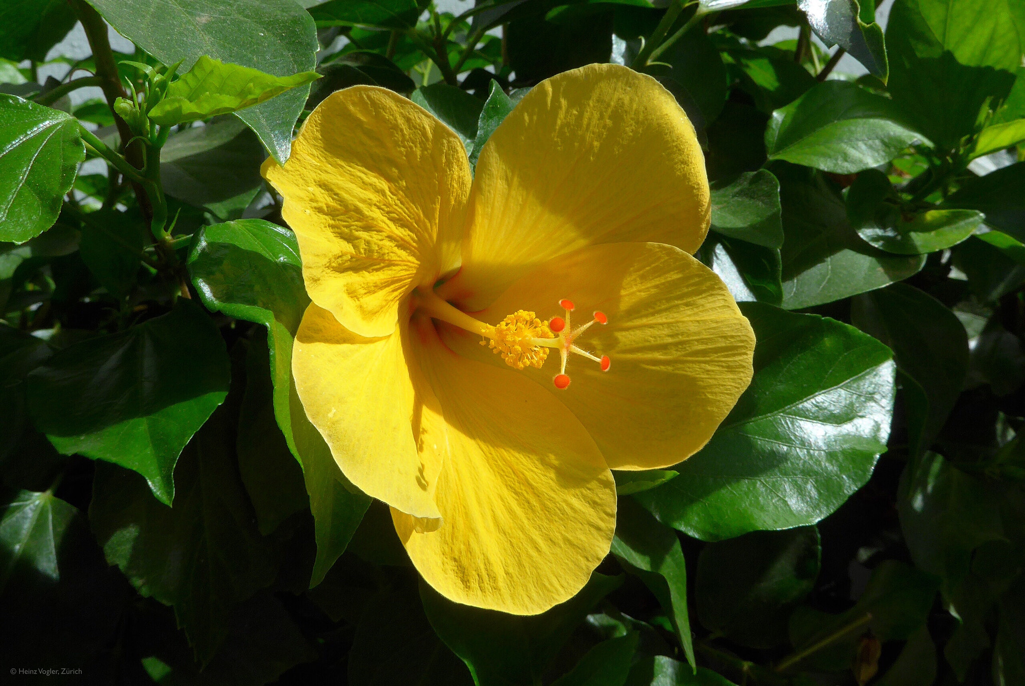 Panasonic Lumix DMC-LF1 sample photo. Yellow hibiscus photography