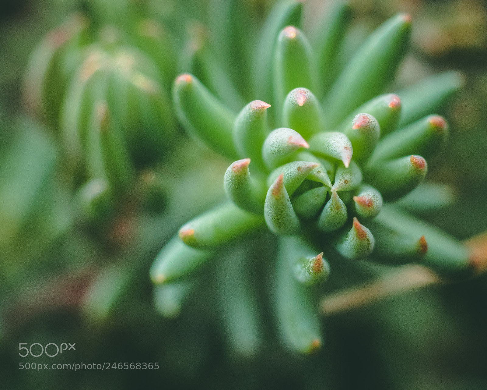 Canon EOS 760D (EOS Rebel T6s / EOS 8000D) sample photo. Licence to kill... photography
