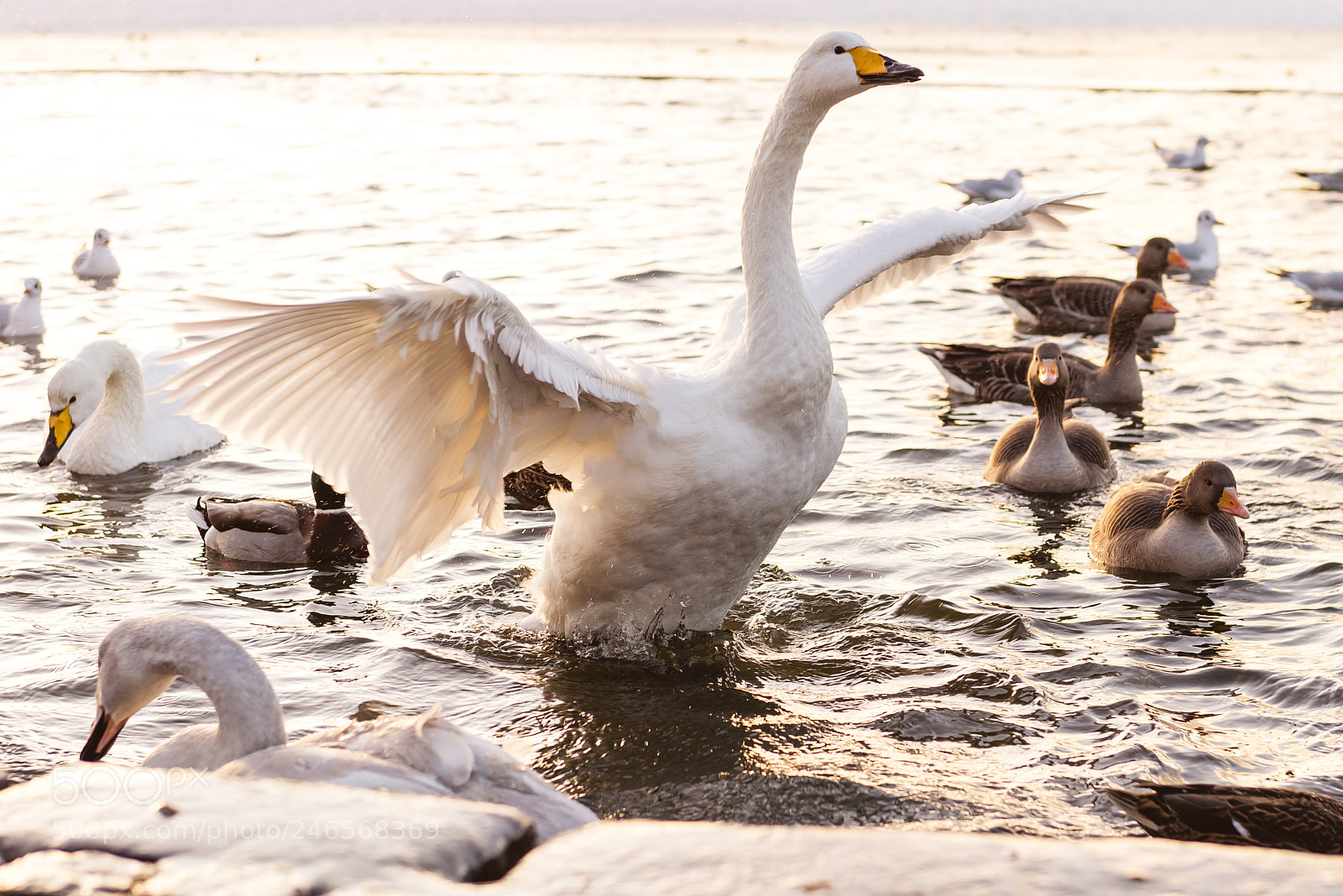 Nikon D610 sample photo. Proud swan photography