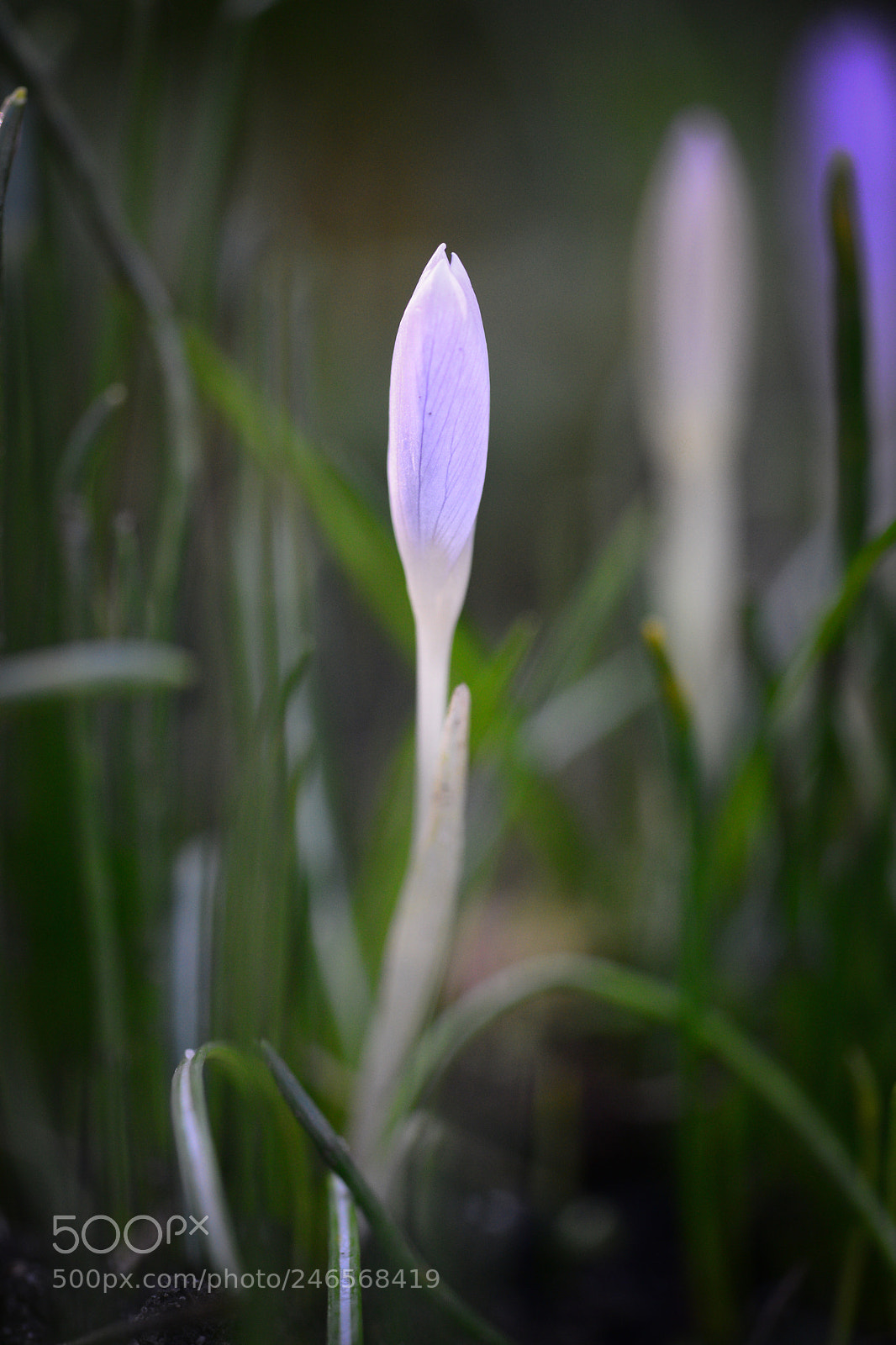 Nikon D800 sample photo. Vld_5517-2.jpg photography