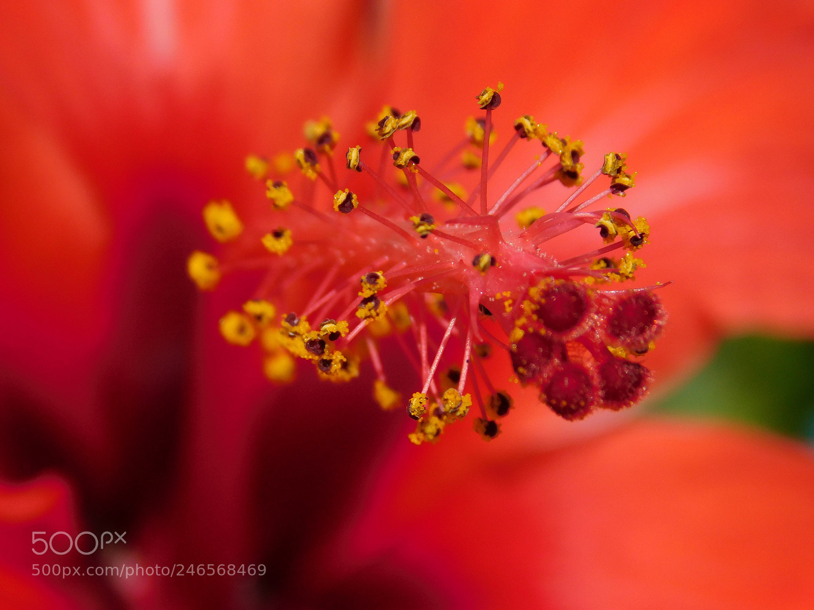 Nikon Coolpix L840 sample photo. Red flower photography