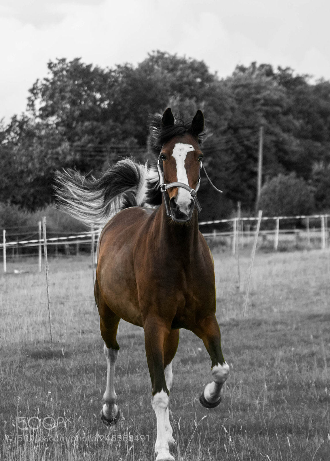 Nikon D2X sample photo. Majestic sport horse photography