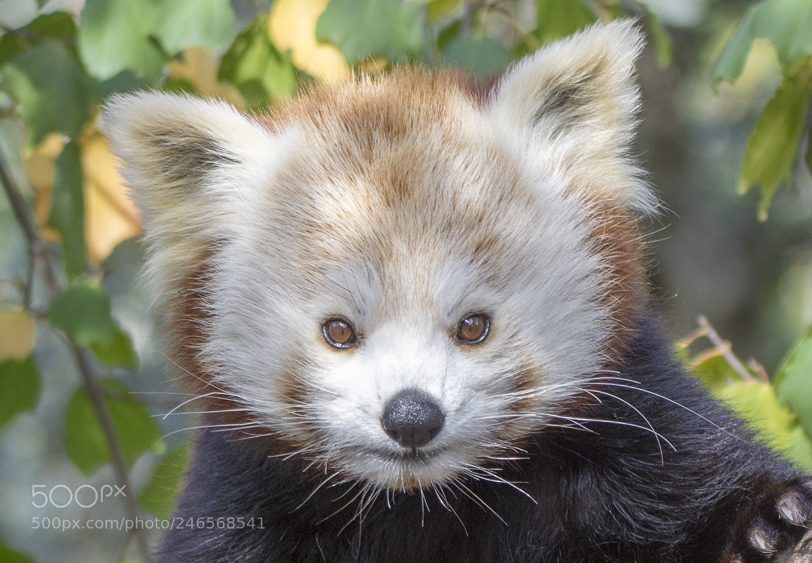 Nikon D7100 sample photo. Red panda photography