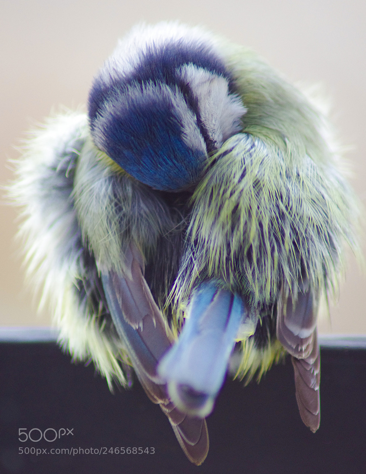 Pentax K-5 sample photo. Putzige meise photography