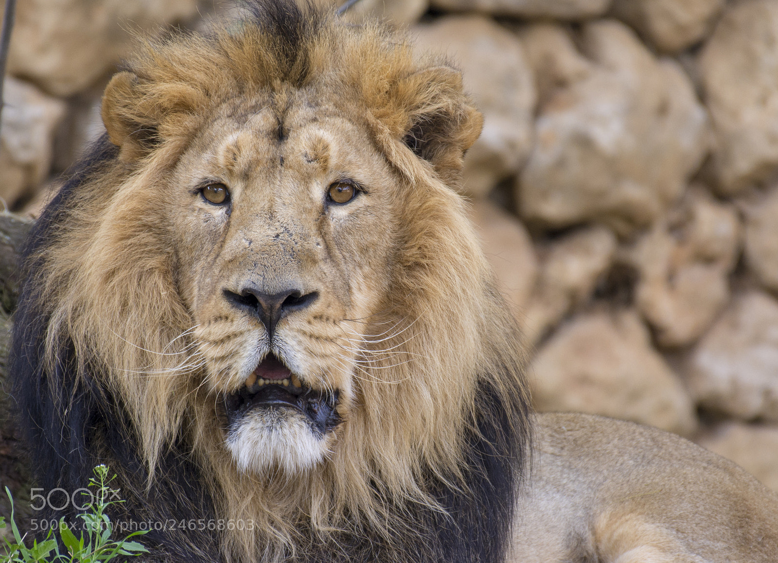 Nikon D7100 sample photo. Lion photography