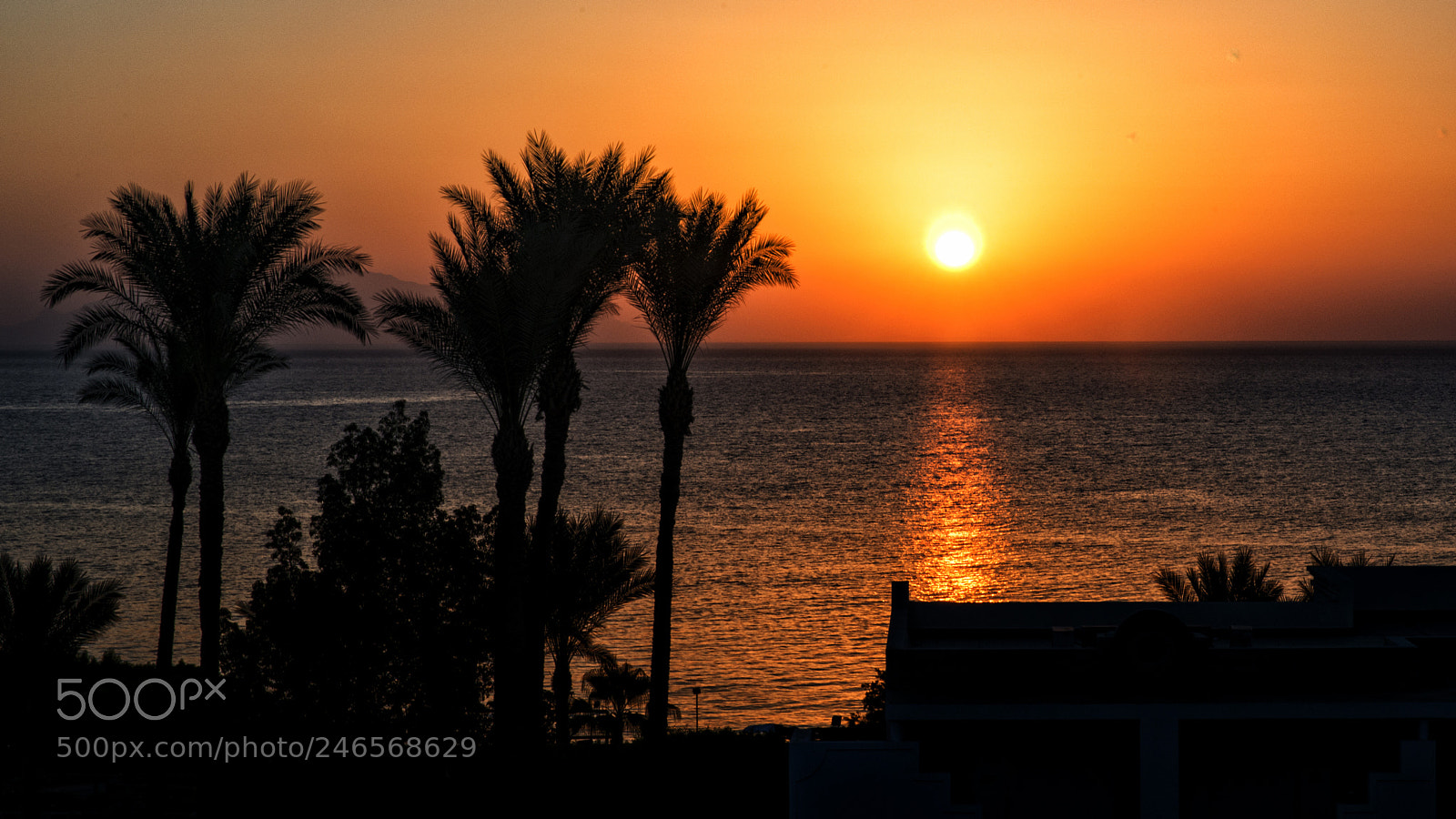 Nikon D800 sample photo. Egyptian sunset photography