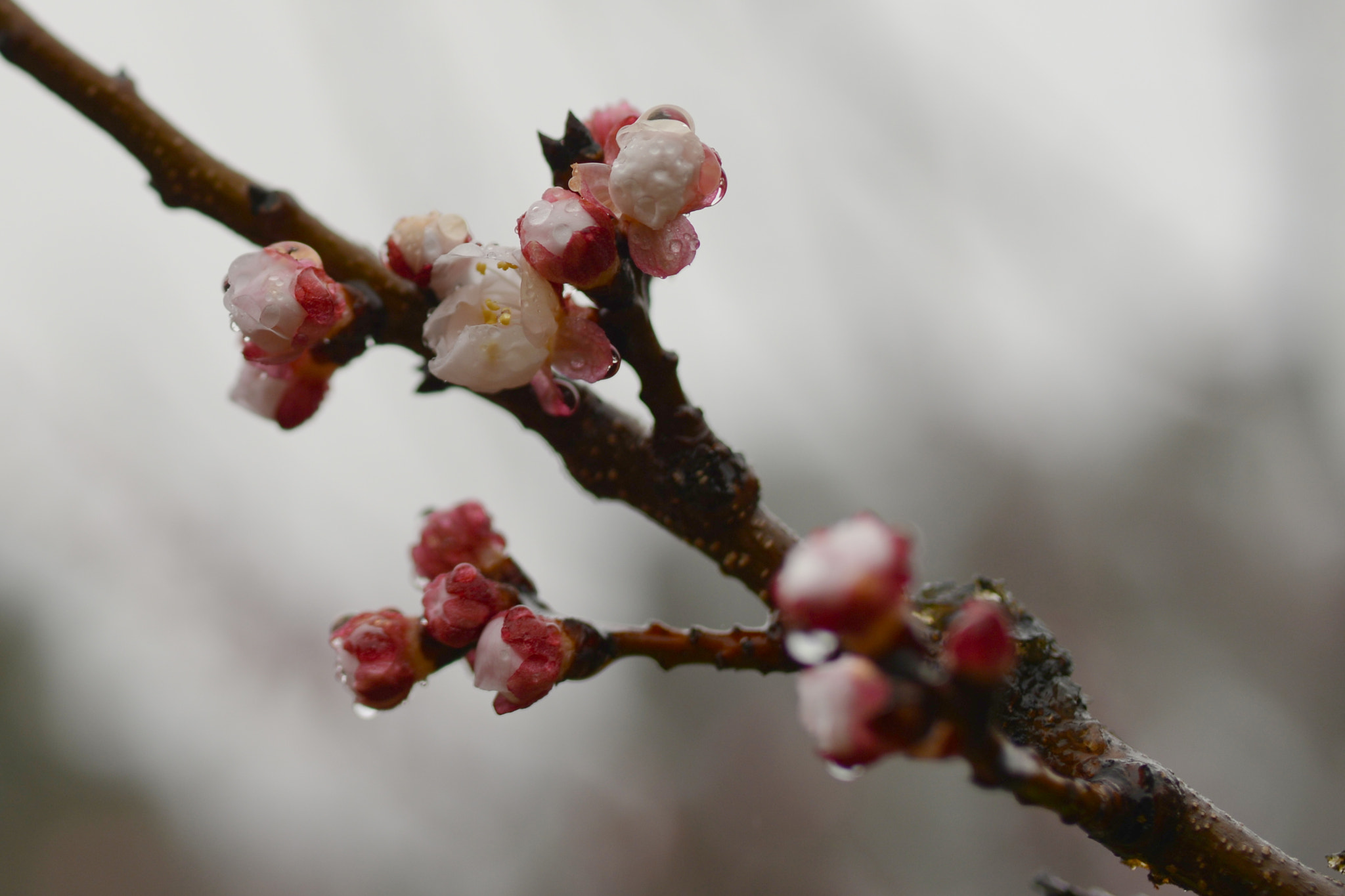 Nikon D800 + Sigma 35mm F1.4 DG HSM Art sample photo. Apricot flowers, a rainy day photography