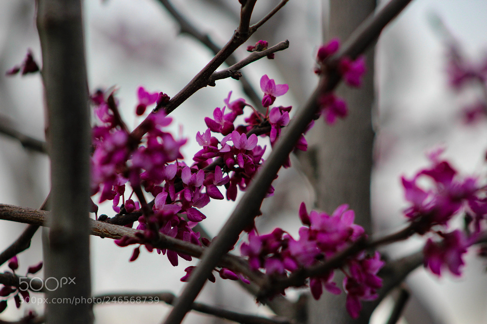 Canon EOS 1200D (EOS Rebel T5 / EOS Kiss X70 / EOS Hi) sample photo. Purple blossoms photography