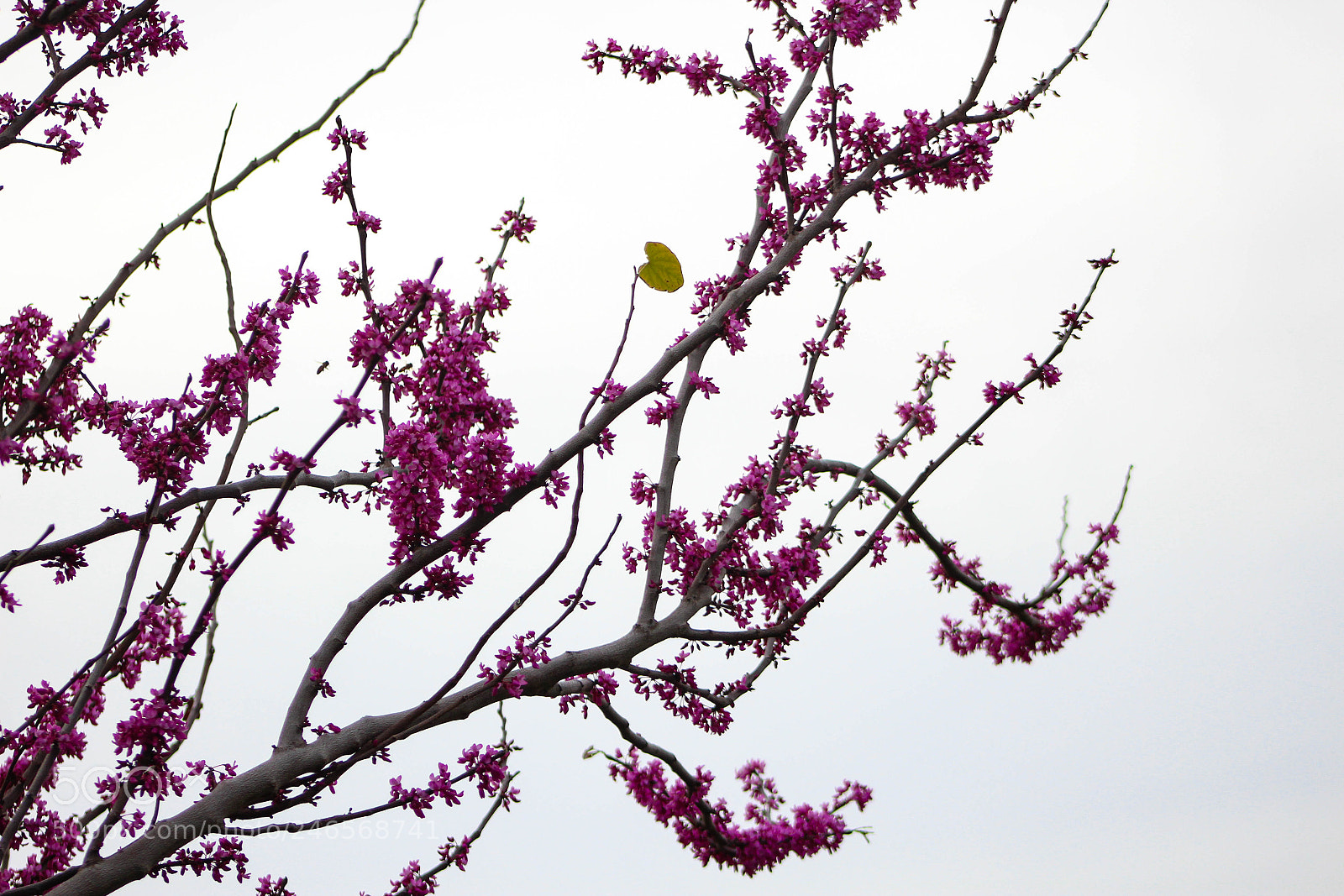 Canon EOS 1200D (EOS Rebel T5 / EOS Kiss X70 / EOS Hi) sample photo. Purple blossoms photography