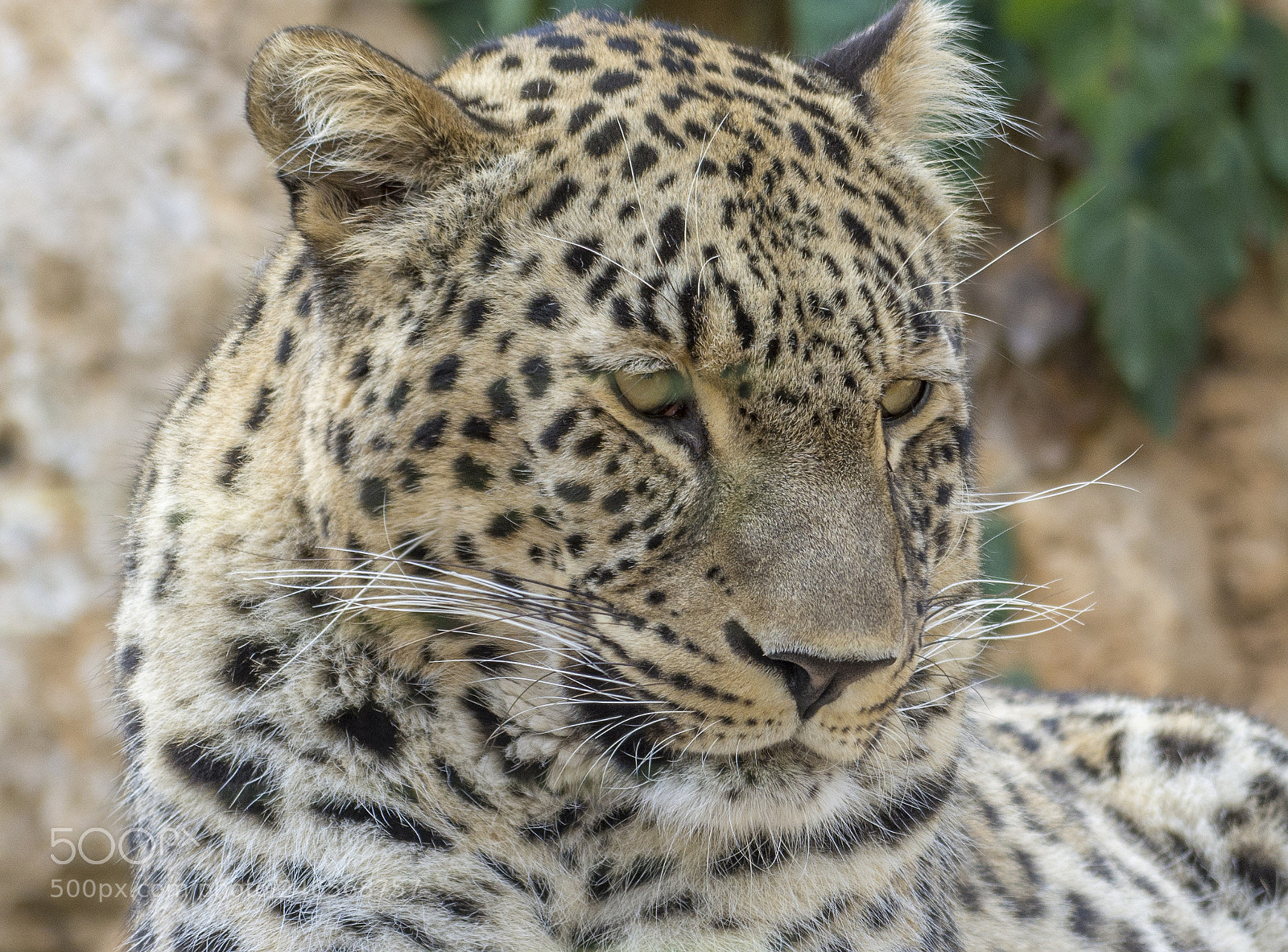 Nikon D7100 sample photo. Tiger photography