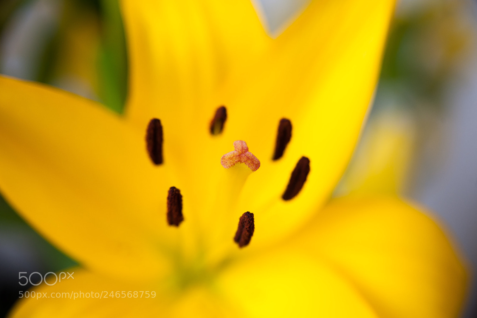 Nikon D3X sample photo. Lily photography