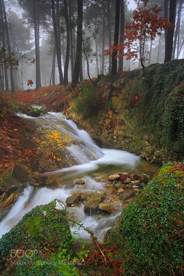 Canon EOS 5D sample photo. " forest colors " photography
