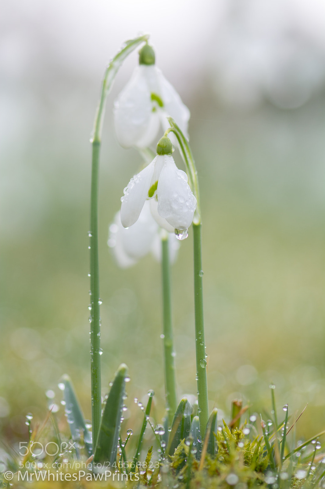 Nikon D7100 sample photo. Snowdrops at the garden photography