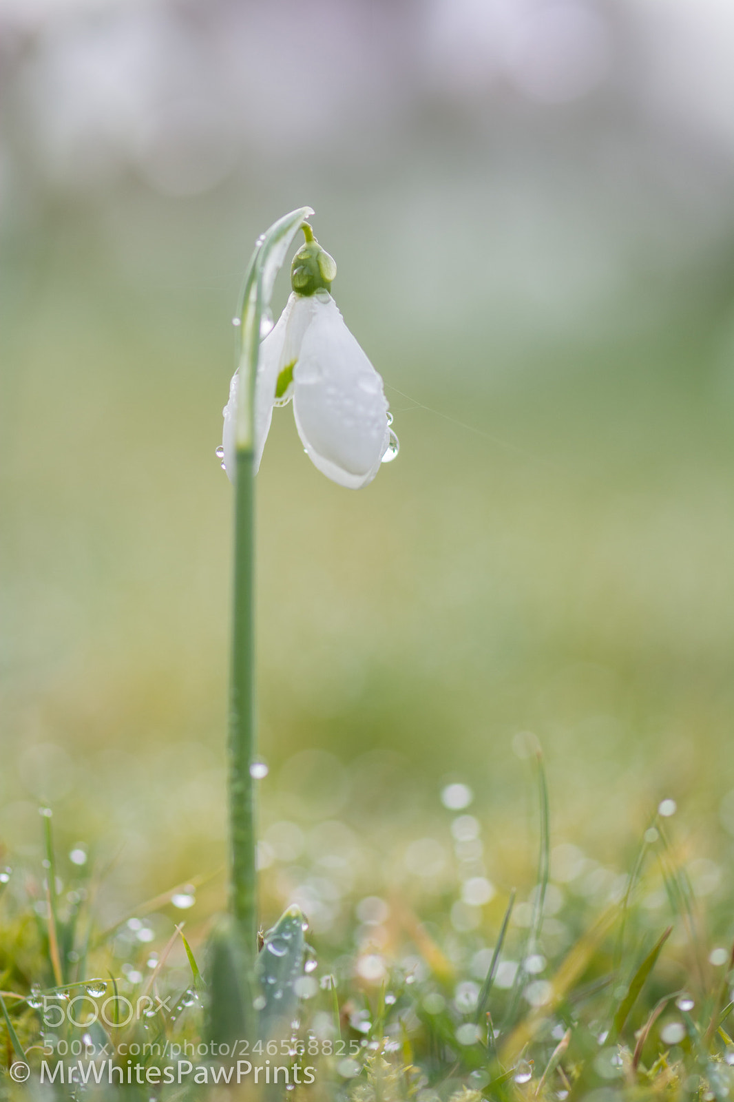 Nikon D7100 sample photo. Snowdrops at the garden photography