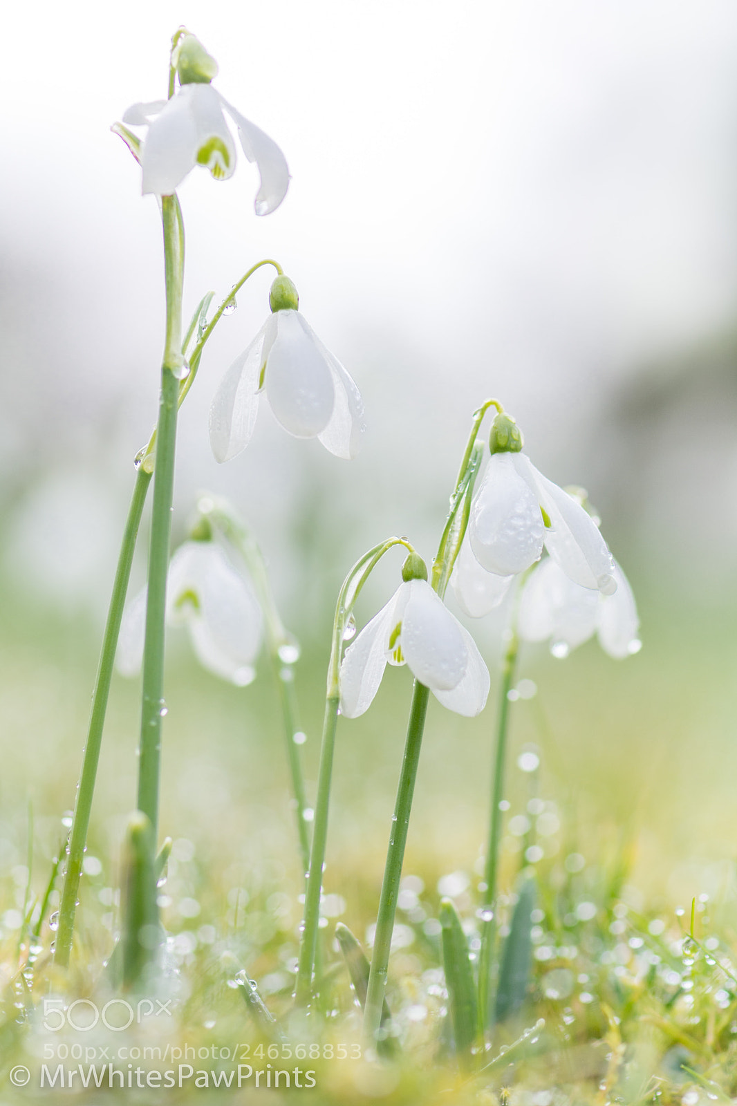 Nikon D7100 sample photo. Snowdrops at the garden photography