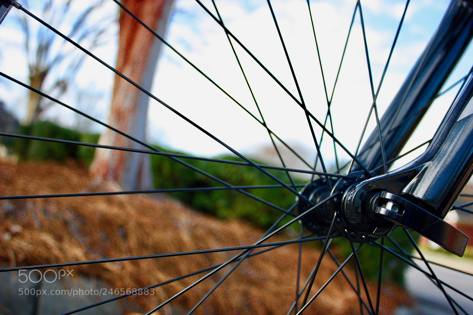 Canon EOS 450D (EOS Rebel XSi / EOS Kiss X2) sample photo. Nature through a bike photography