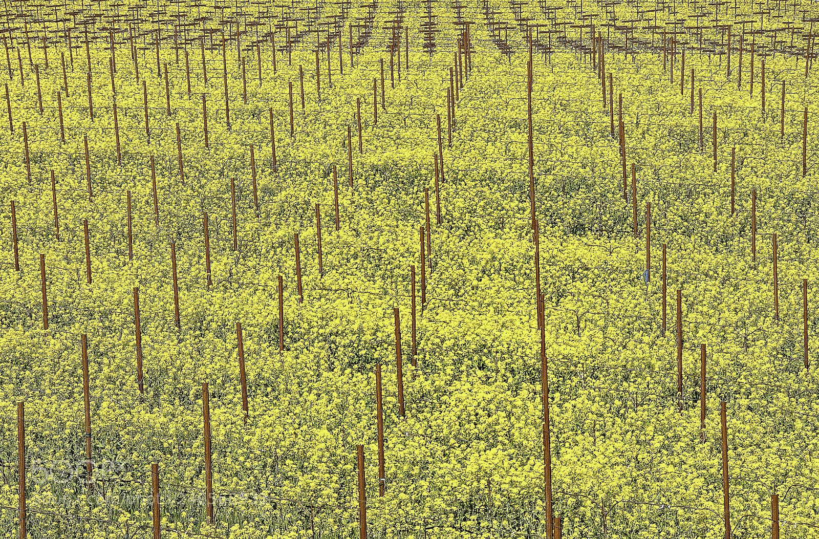 Nikon D300S sample photo. Mustard a photography