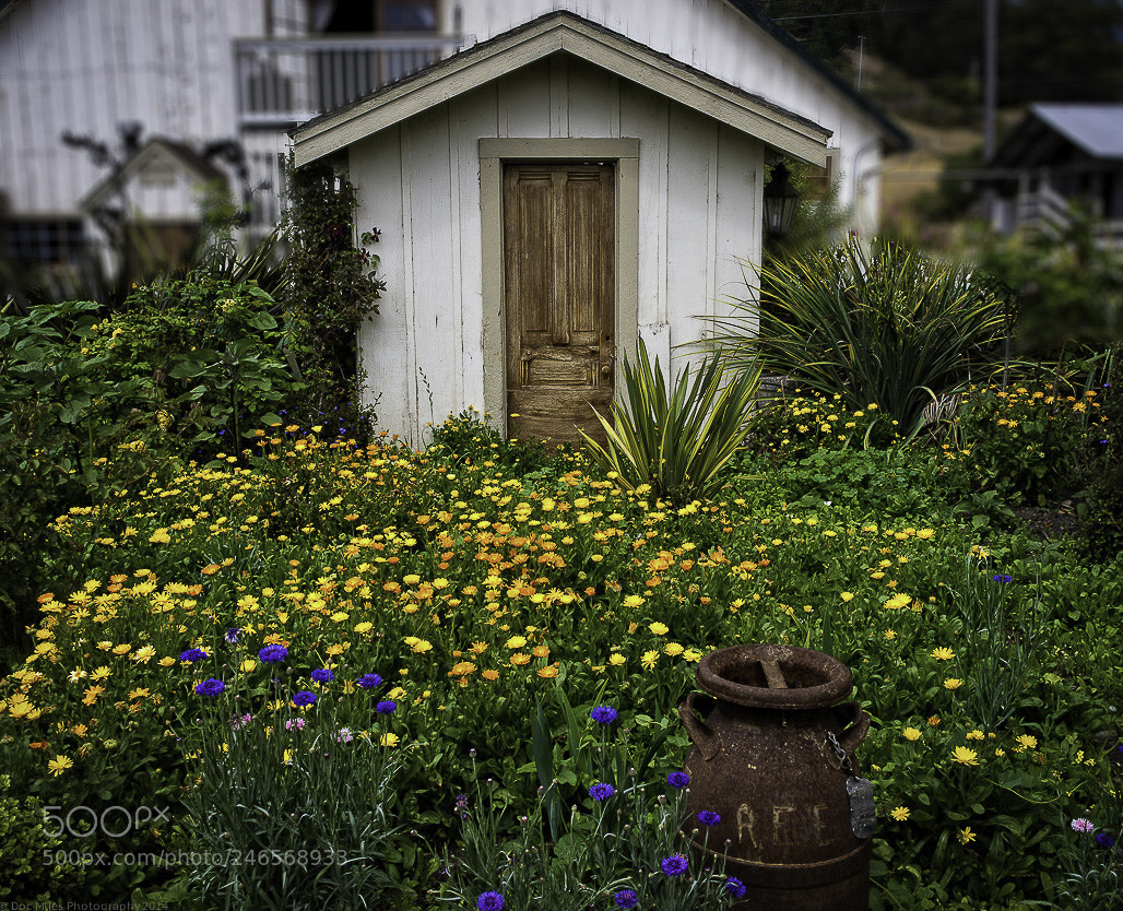 Nikon D800 sample photo. Pescadero goat farm photography