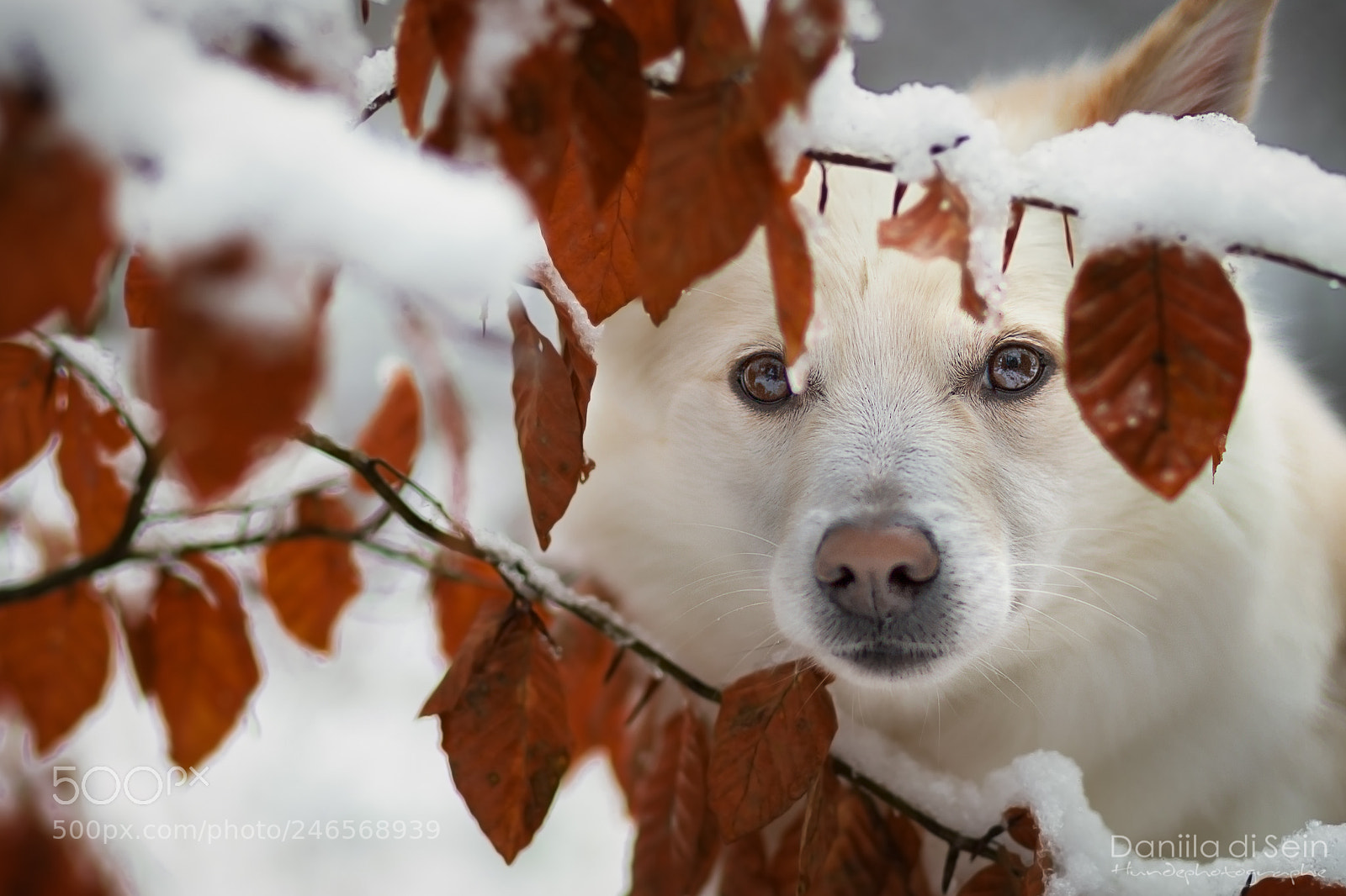 Canon EOS 6D Mark II sample photo. When winter meets autumn... photography