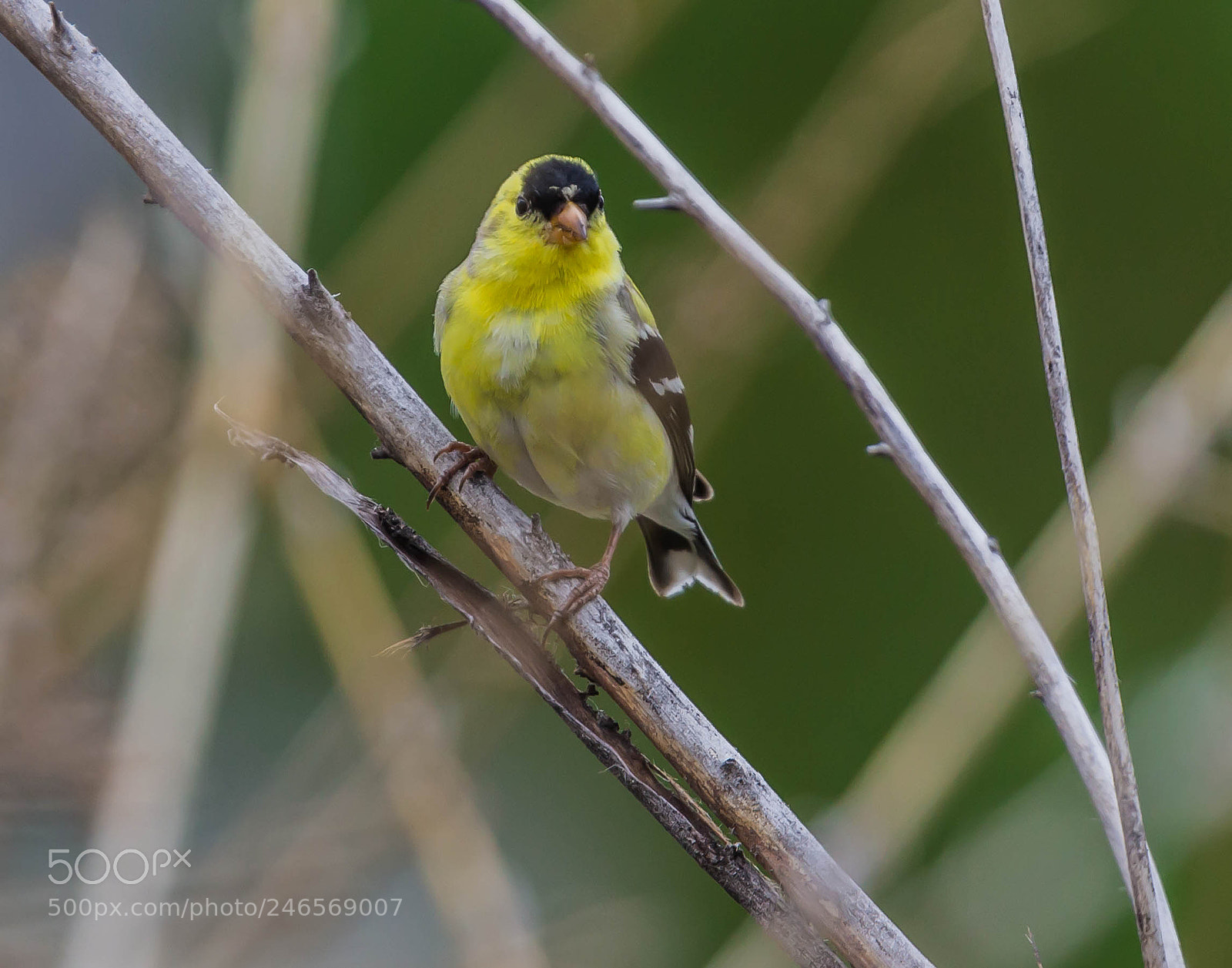 Canon EOS 600D (Rebel EOS T3i / EOS Kiss X5) sample photo. Male gold finch photography