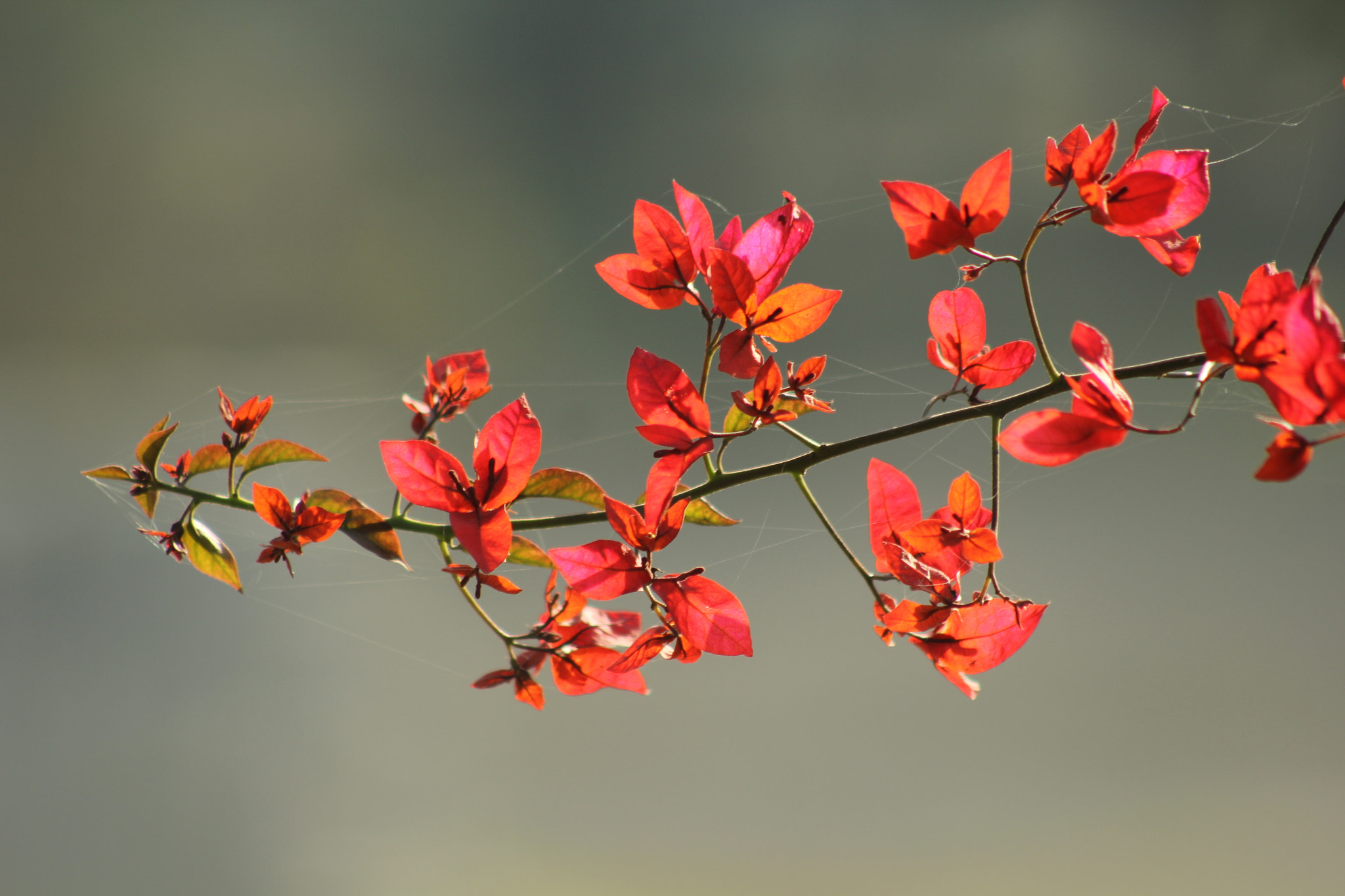 Canon EOS 60D sample photo. Flower with spider web photography