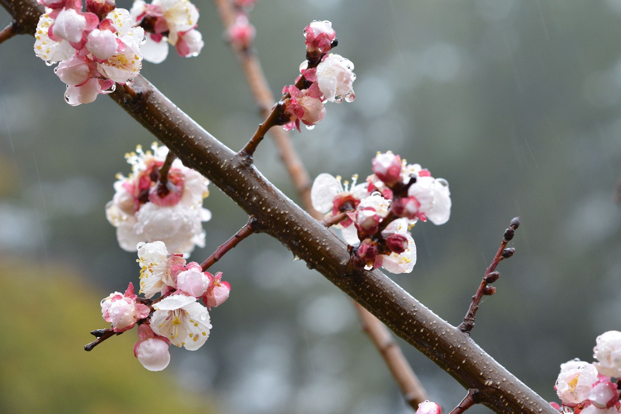 Nikon D800 + Nikon AF-S Nikkor 85mm F1.8G sample photo. Apricot flowers 2, rainy day photography