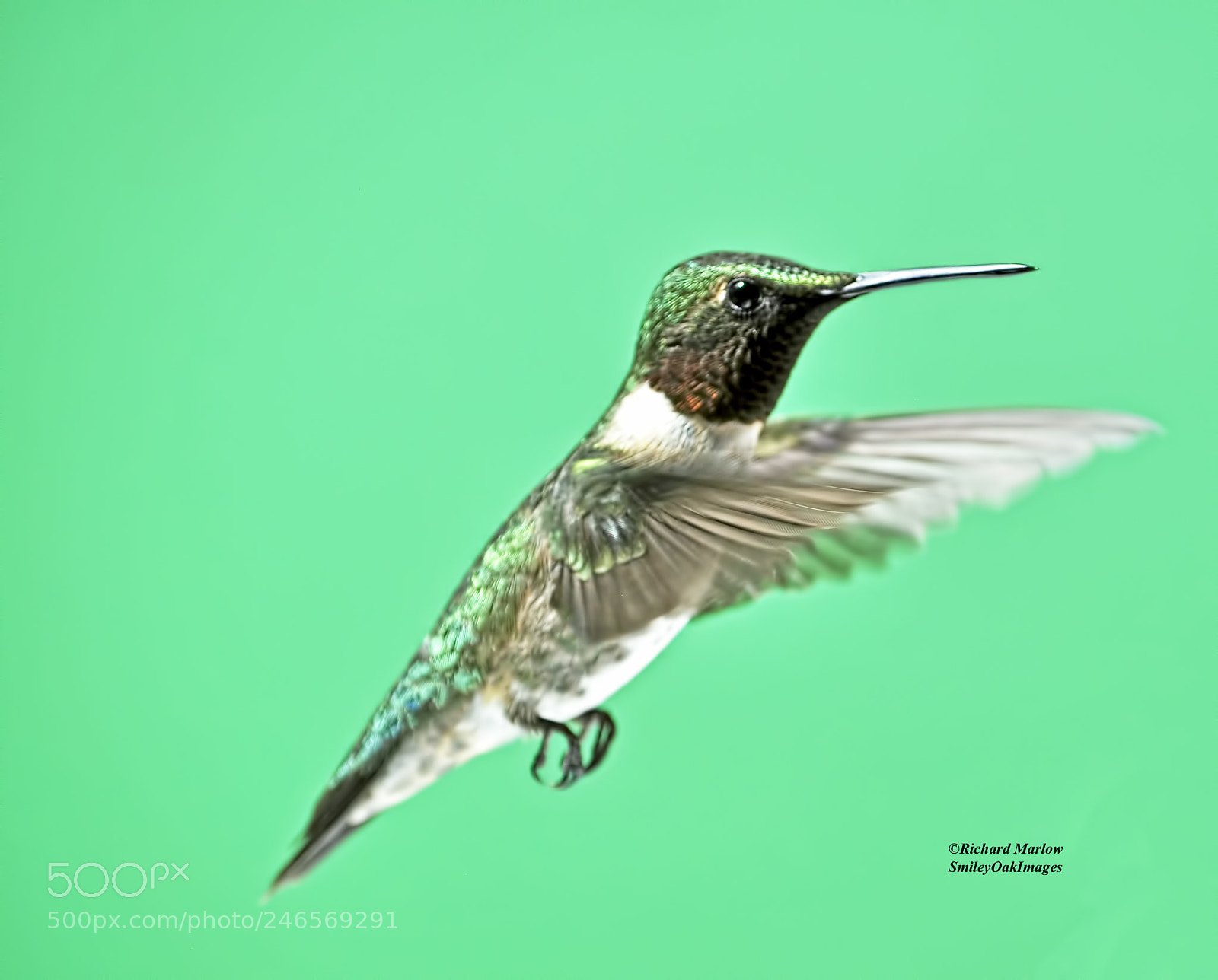 Nikon D5000 sample photo. Hummingbird photography