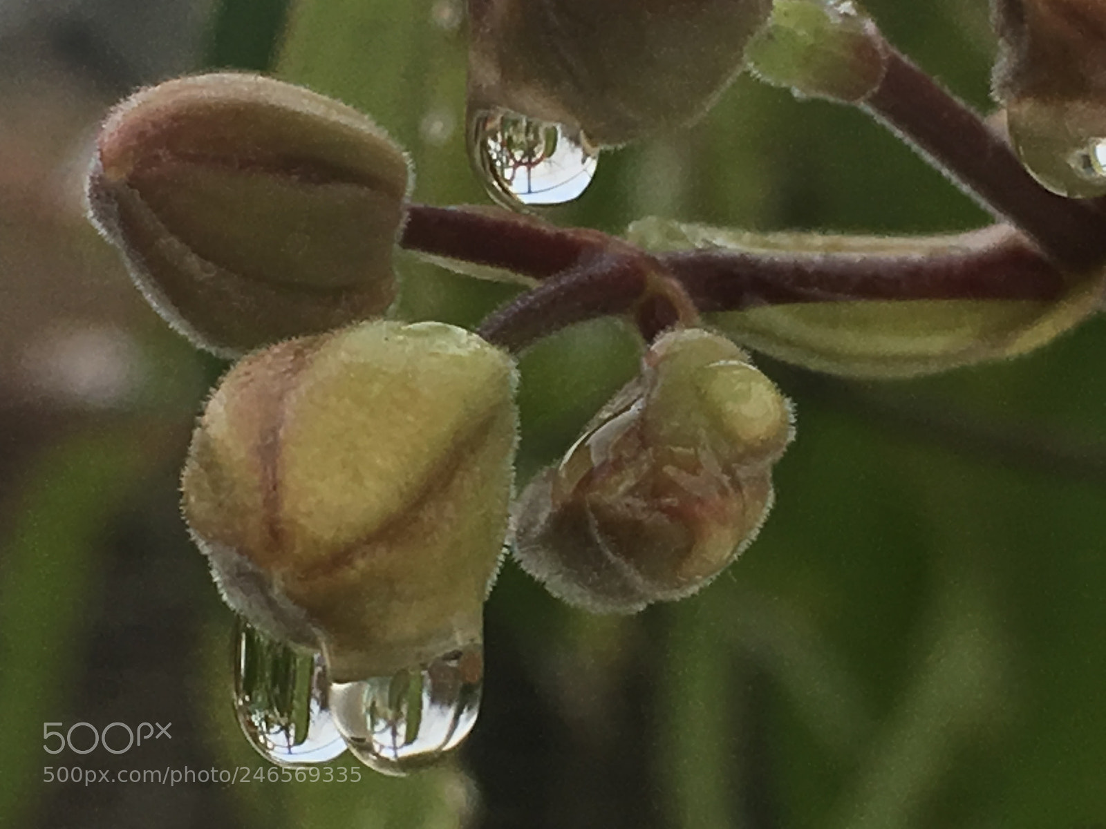 Apple iPhone 6s sample photo. Untitled photography
