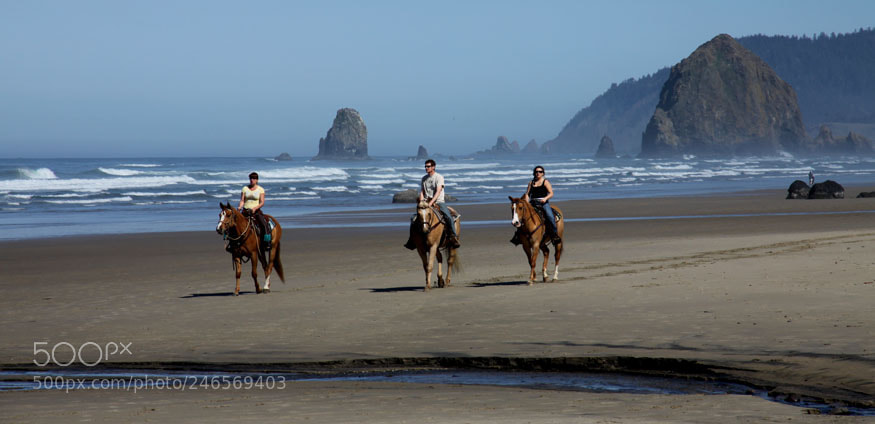 Canon EOS 50D sample photo. Three horses photography